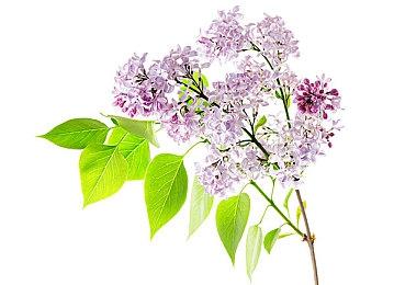 鲜美的“世界美食节”免费更新在《胡闹厨房：全都好吃》中 火热供应